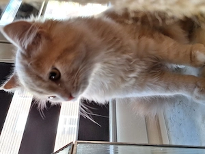 Ragdoll mix Kitte 19 Wochen 