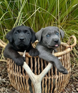 Labrador Retriever welpen