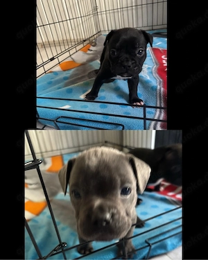 French x American Bulldogge