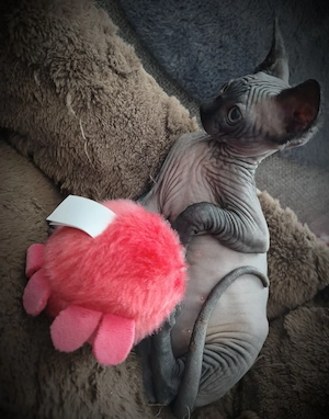 Sphynx Kitten 