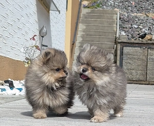 Zwergspitz Pomerania Welpen 