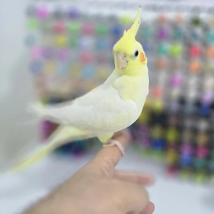 Nymphensittich Handzahm