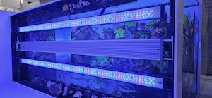 Giesemann 2 Pulzar marine u. Pro Lynk 