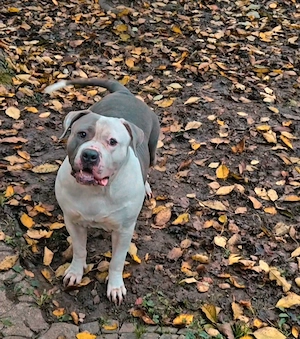 Wunderschöne American Bully Hündin sucht ein liebevolles Zuhause!!