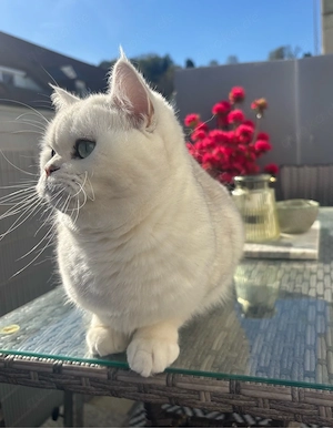 Britisch Silver Shaded