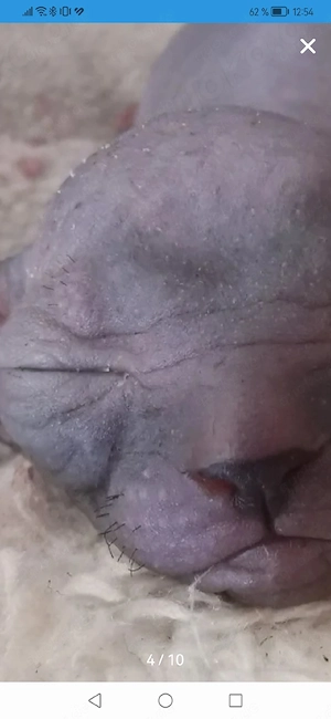 Sphynx kitten mit febriesen    