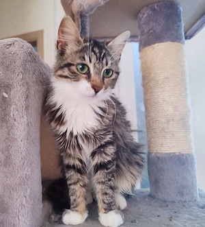 Süße Kätzchen suchen ein schönes Zuhause 