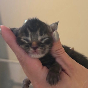 Bezauberndes Maine-Coon-Kätzchen sucht ein liebevolles Zuhause!  Dieses flauschige Kätzchen ist vers