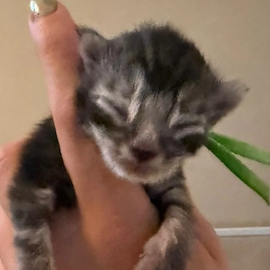 Verspielte Maine-Coon-Kätzchen, 12 Wochen alt, suchen ein liebevolles Zuhause. Whatsapp: 17671674434