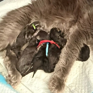 Maine-Coon-Kätzchen   flauschig und voller Persönlichkeit! Verspielt, sanft und super anhänglich   d