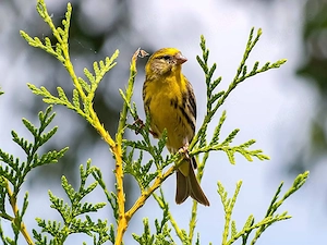 Europäische Girlitz Mischling Hahn 
