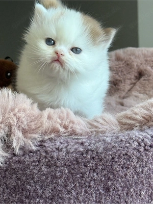 Wunderschöne BKH Kitten