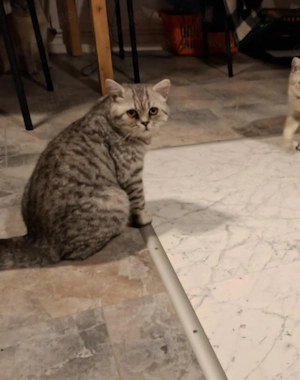 wunderschöner britischer Kater  Bild 2