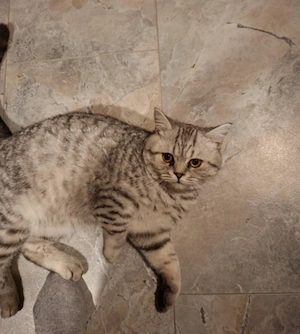 wunderschöner britischer Kater  Bild 3