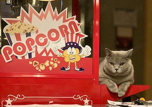 Profi Popcornmaschine mit Wagen   Kino-Feeling für Zuhause Bild 3