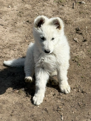 Weiße Schweizer schäferhund 