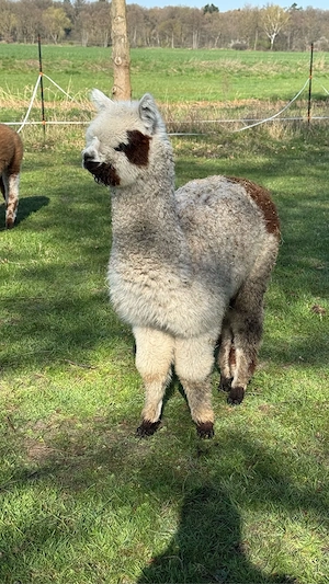 Alpaka Hengst   Junghengst