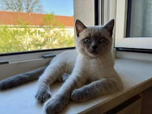 Birma x BKH Mix Kater 