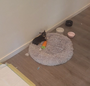 chihuahua Hündin Bild 4