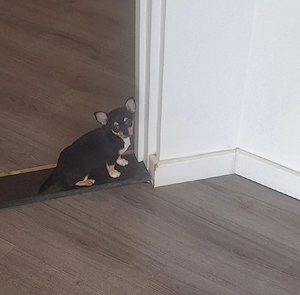 chihuahua Hündin Bild 3