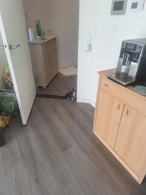 chihuahua Hündin Bild 5