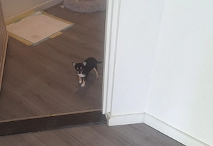 chihuahua Hündin Bild 2