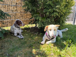 Berta, liebe kleine Mischlingshündin 