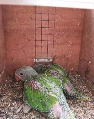 Alexandersittich Bild 5