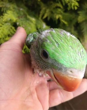 Alexandersittich Bild 3