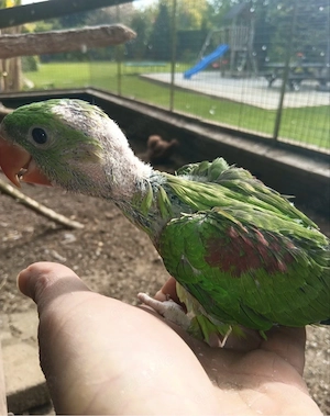 Alexandersittich Bild 2