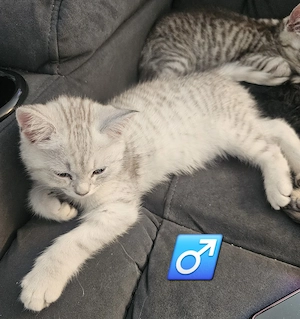 Zuckersüße Maine-Coon-Mix Kitten