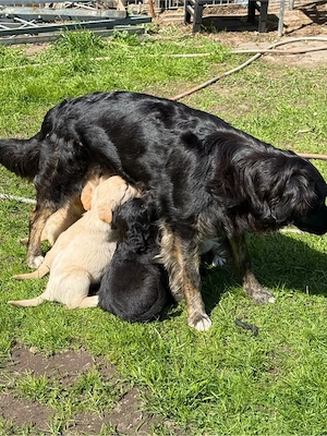 Labrador  Goldie  Bordercollie Mädchen