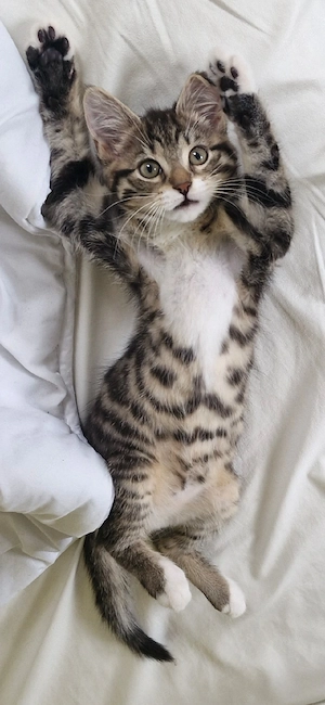 getigerter kitten