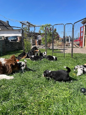 Australian Shepherd Welpen Aussies