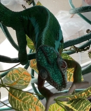 Chmäleon in gute Hände abzugeben... 