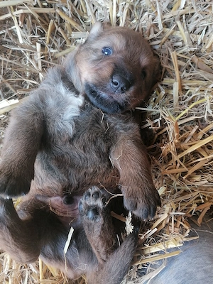 Nur noch ein 1Junge sucht ein neues Zuhause 