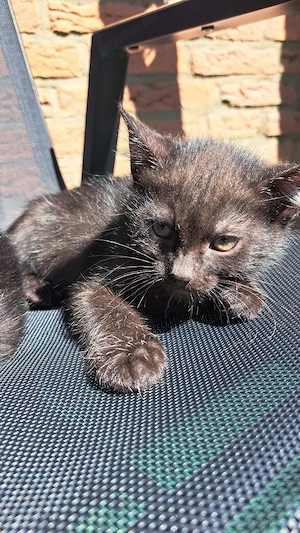 2 Kätzchen, ein Mädchen und ein Junge