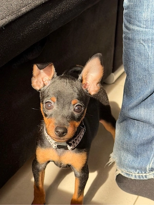 Zwergpinscher letzter Rüde sofort Abgabe bereit