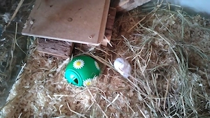 Dsegusische Zwerghamster