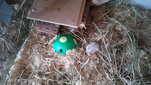 Dsegusische Hamsterbabys