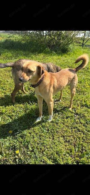 Nanni, kleine Labrador Mix Hündin 