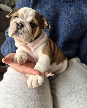 Wunderschöne Old English Bulldog Welpen mit Papiere