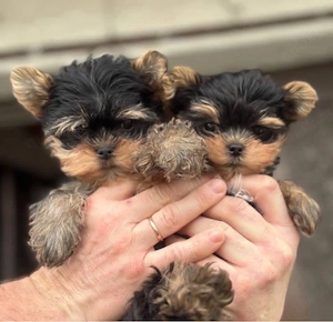 Yorkshire terrier mini welpen Bild 5