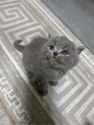 Britsch kurz Haar Kitten 