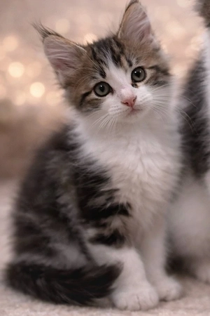        Verschmuste Maine Coon Katze sucht neue Familie