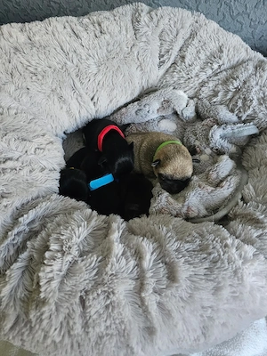 Reinrassige Chihuahua Welpen ab Juni abzugeben 