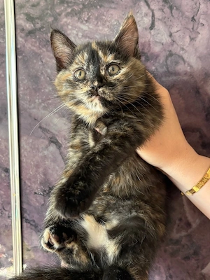 Katze Mischling Ragdoll und Europäisch Kurzhaar