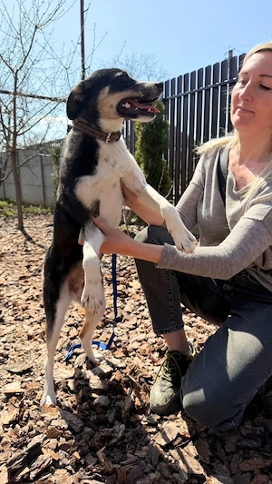 Alisa, eine freundliche junge hündin 