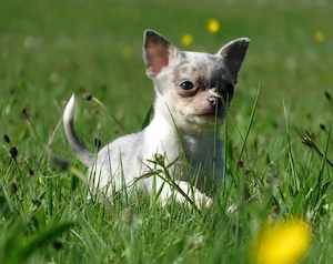 Wild frech fröhlich - Typvoller Chihuahua Welpe Rüde Blue Merle Familienhund Kinderlieb Katzenfreund