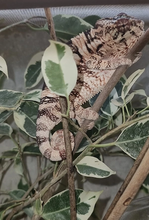 Pantherchamaeleon - Furcifer Pardalis
